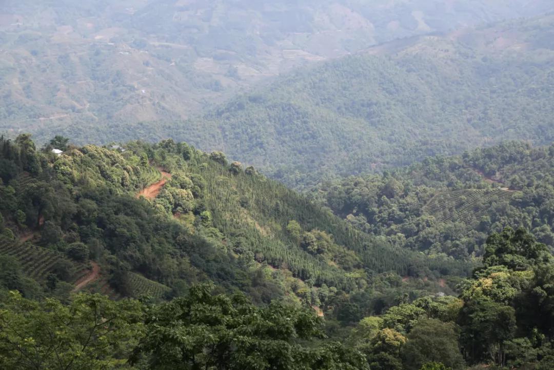 「茗边聚焦七彩云南·庆沣祥系列报道之③」浅谈百山百味
