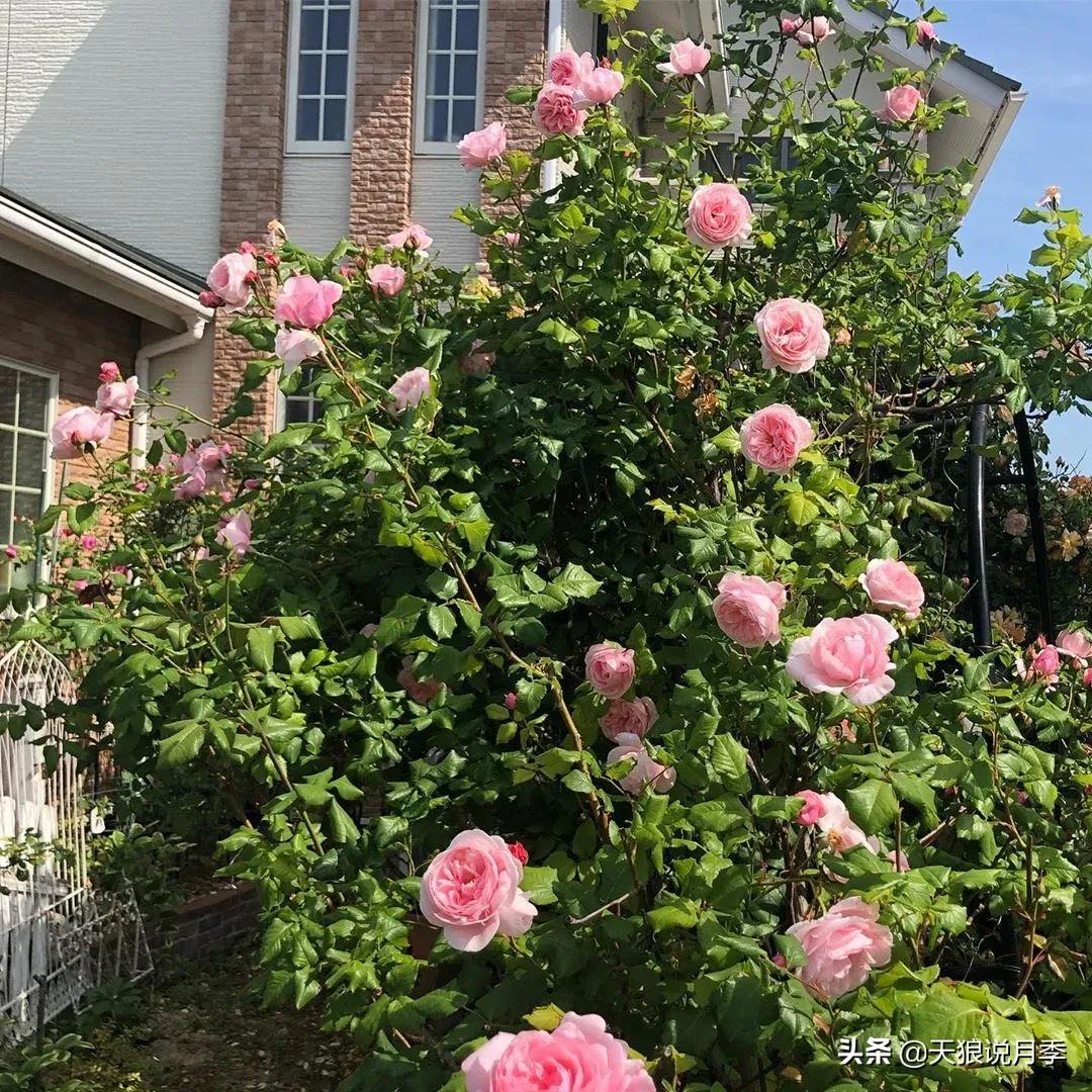 种一株玫瑰,种一株玫瑰间隔多远