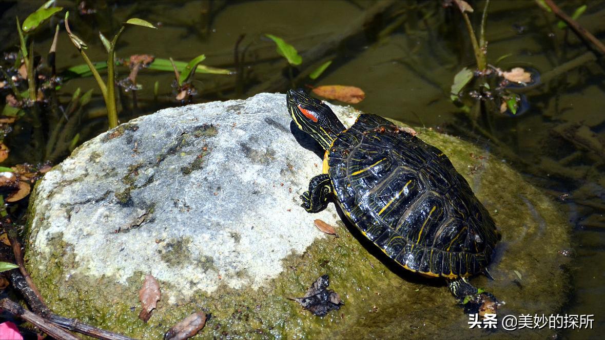 我国现有野生巴西龟,今年的巴西龟有多少只