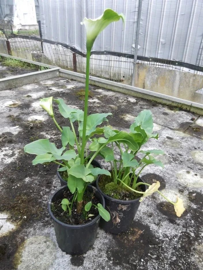 马蹄莲种球选择技巧及其种植方法,马蹄莲的种球种植方法和注意事项