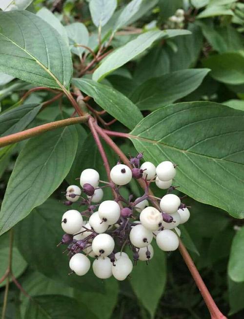 红瑞木观赏特性有哪些,黄瑞木是什么植物