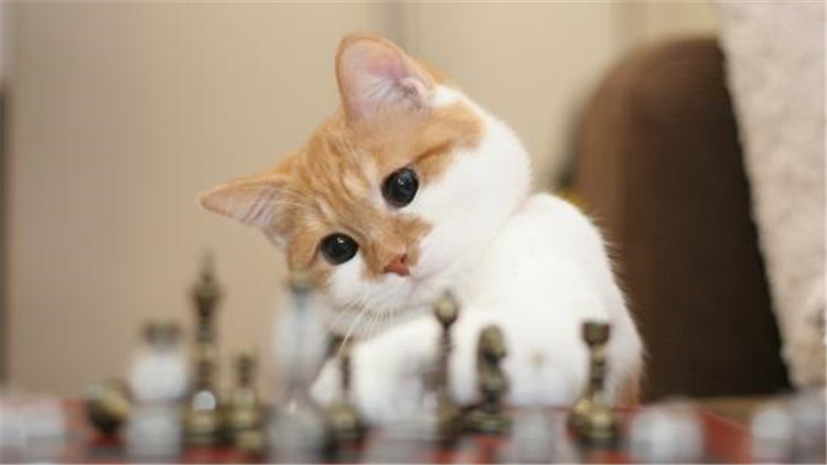 准备怀孕养猫的好处和坏处,家里养猫养狗的好处和坏处