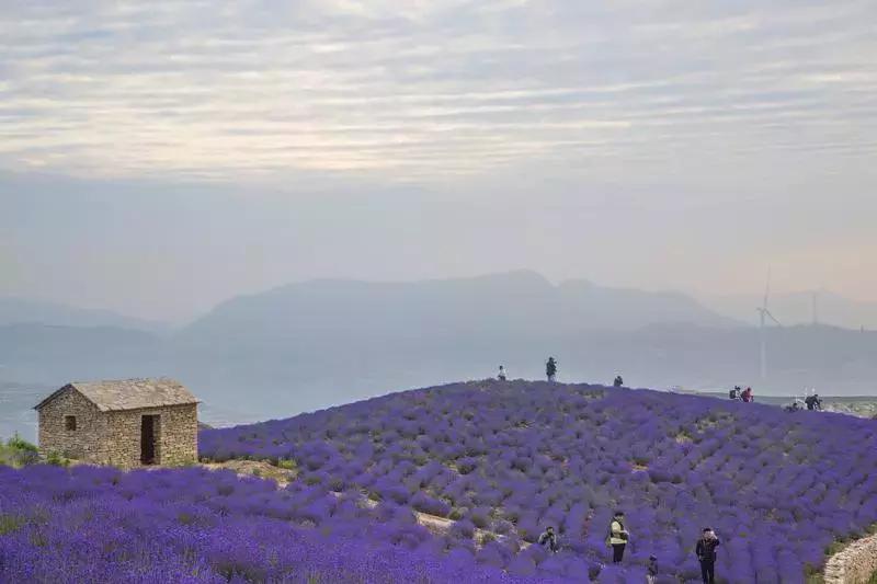 紫色胜境美翻了，世界第三大薰衣草芳香小镇竟然就在山东潍坊
