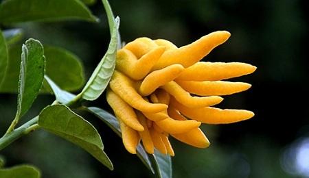 金佛手和千指佛手,正宗金华金佛手