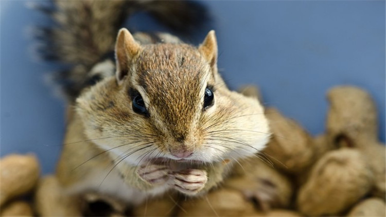 松鼠什么季节脱毛最好,松鼠脱毛