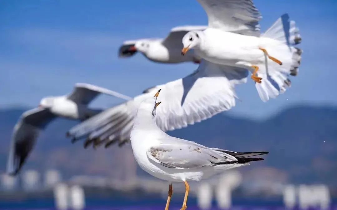 最近昆明有没有最值得去玩景点,推荐昆明最适合去玩的地方