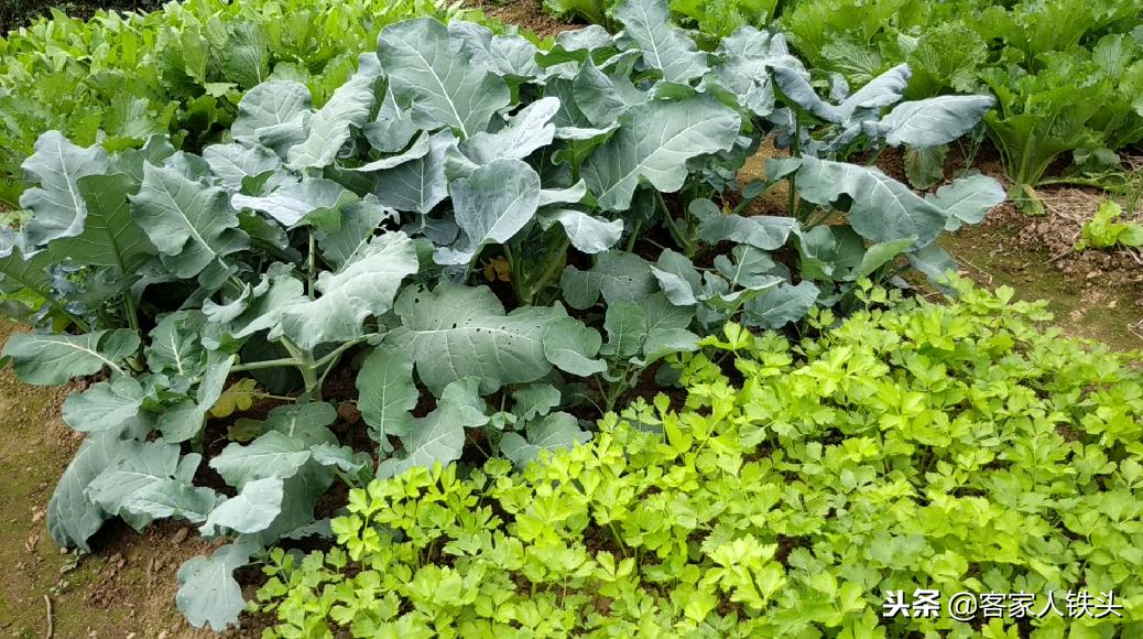 干菜农家自制干货,纯手工制作农家菜干