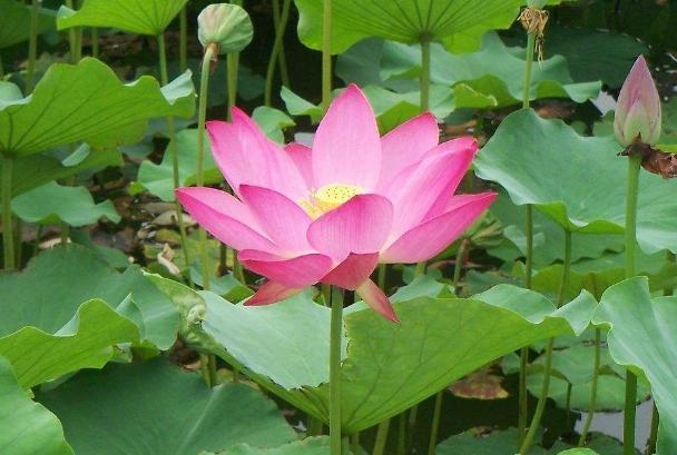 客厅摆放荷花是否影响风水,家里荷花摆放风水