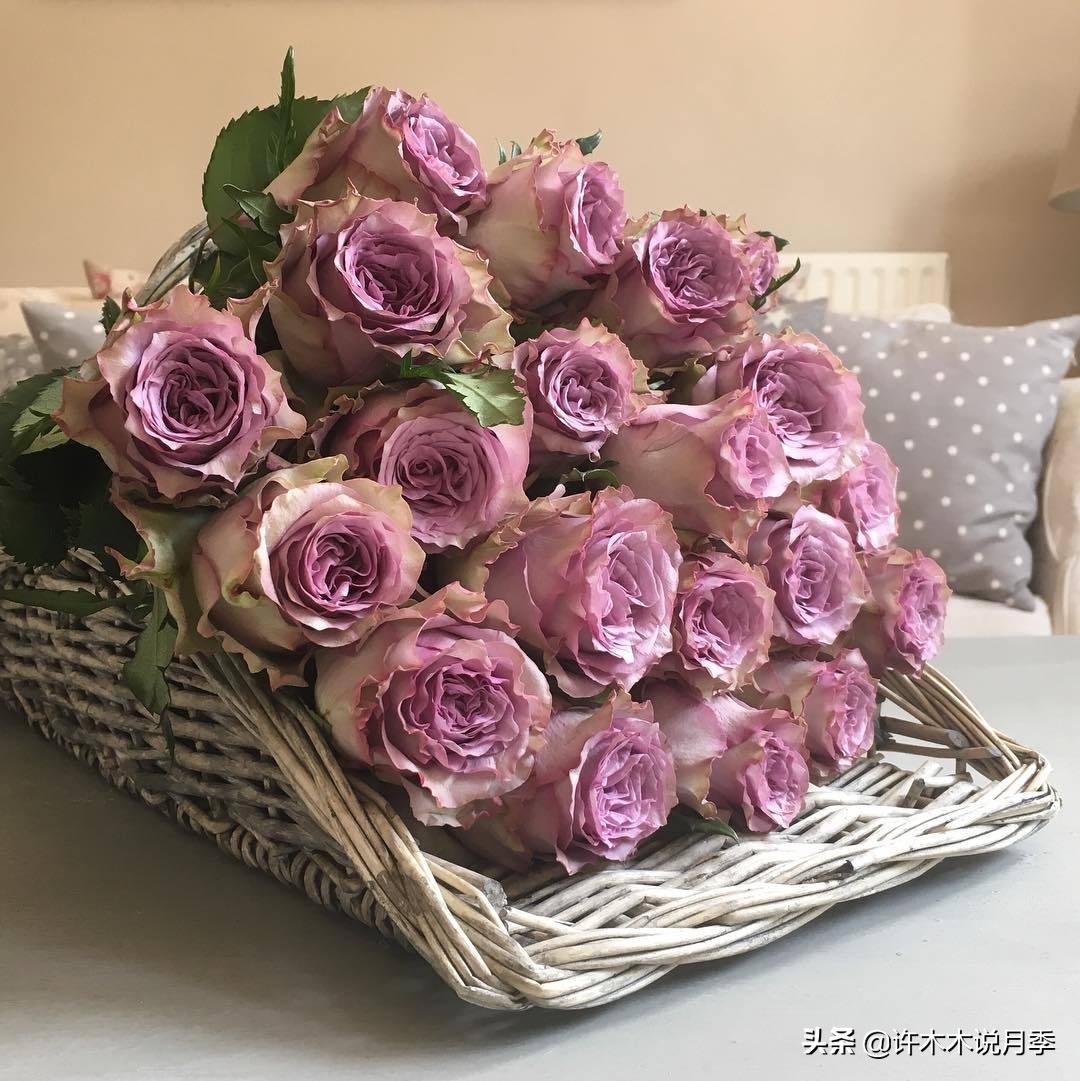 月季修剪后黑杆怎么处理,月季黑杆最好的治疗方法