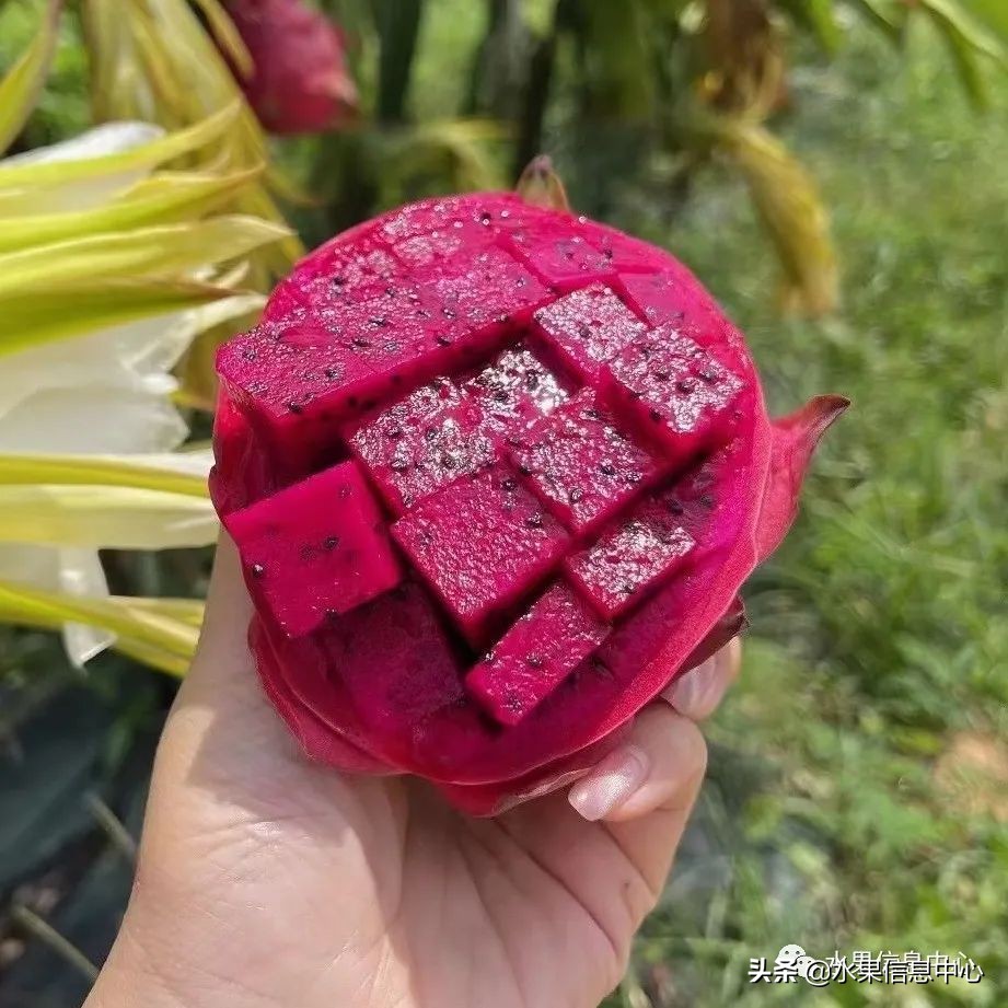 海南水果都有哪些品种图片及名称,海南水果上市时间表赶快收藏吧