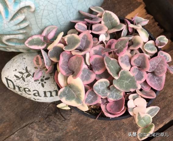 家里养了爱之蔓，不出两年就成了“浪漫满屋”