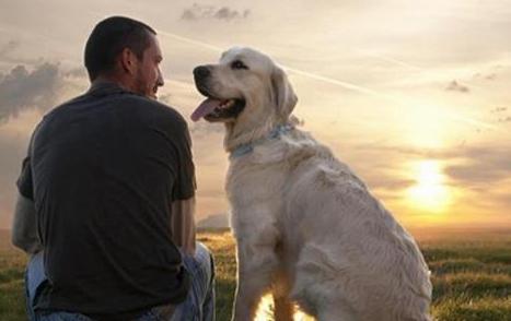 养狗的都懂得养狗秘籍,养狗的七大好处