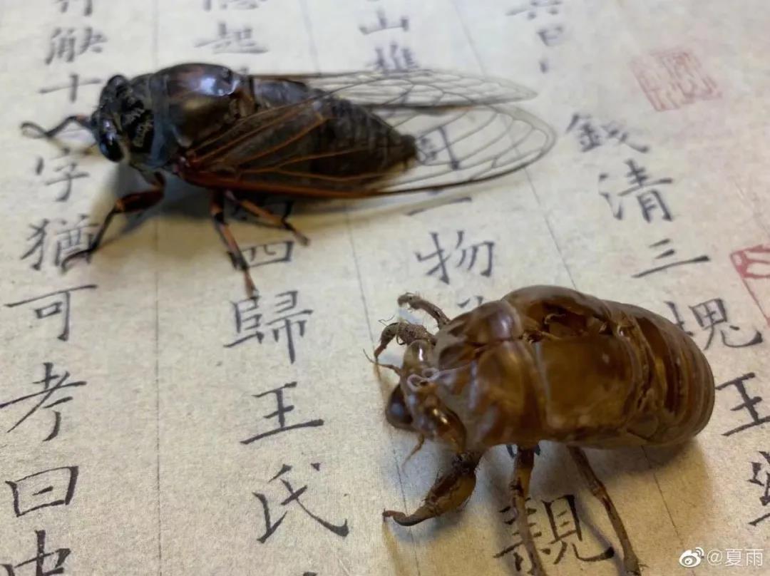 影帝夏雨书法真迹,演员夏雨晒书法作品