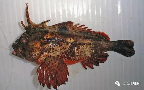 世界公认的最强淡水大鱼,史上最可怕的十大鱼