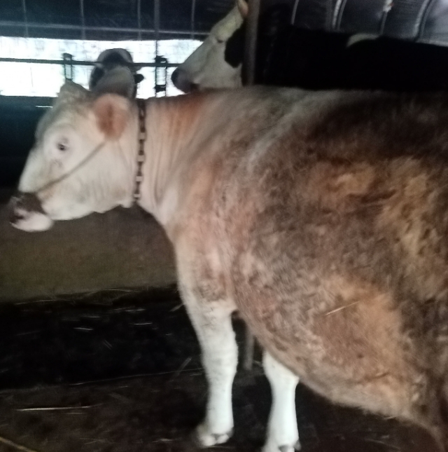 大型繁育母牛基地下犊,繁育母牛饲养技术书籍