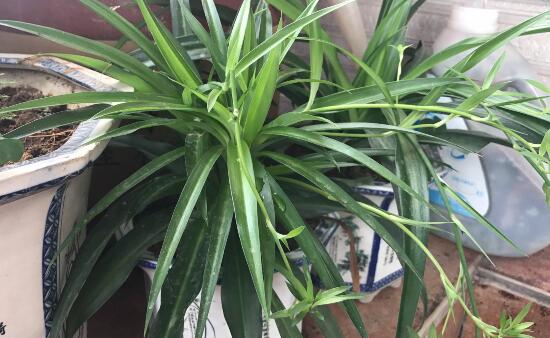 吊兰烂根怎么回事怎么处理,吊兰总是烂叶烂根是啥原因