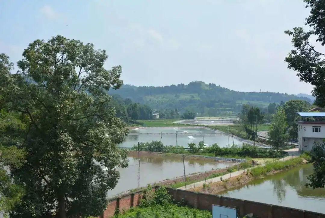 白对虾怎么做才好吃,对虾怎么做好吃教你两道简单菜谱