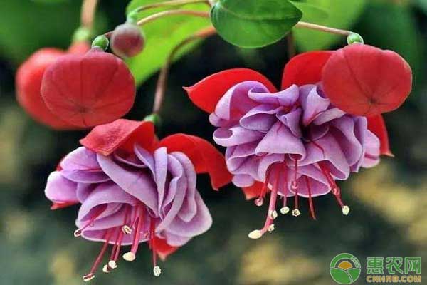 倒挂*钟金**怎么做好养护？遇上病虫害如何防治？