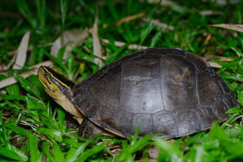 匠志萌宠乐园教学,匠志萌宠
