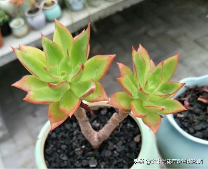 多肉冻伤叶片全部化水了怎么补救,多肉为什么夏天黑根了还能活