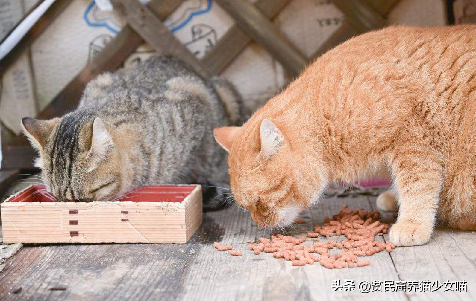 猫咪一般吃什么最好,喵星人喂食指南