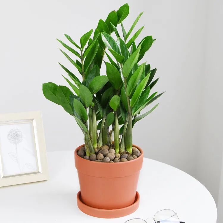 金钱树叶子发黄怎么样养,金钱树叶子发黄要怎样修剪