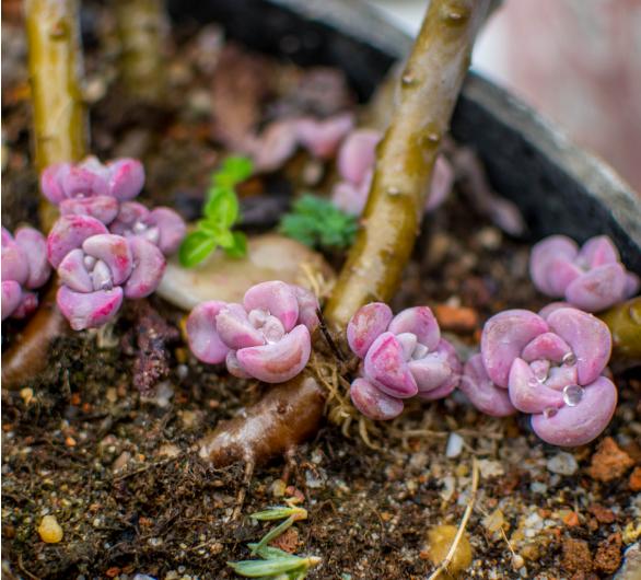 紫乐老桩杆太长不冒小芽怎么办,多肉紫乐怎样出多头