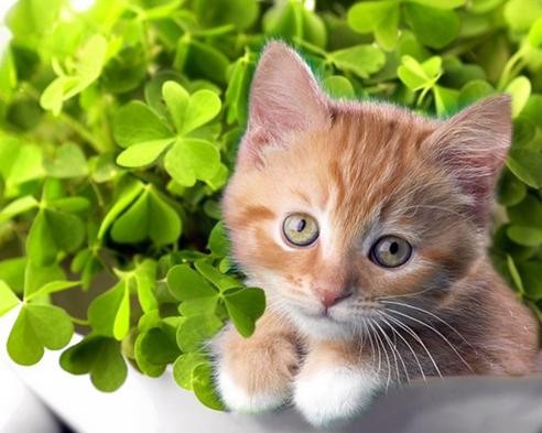 幼犬洗澡后呕吐拉稀,小猫洗澡后呕吐怎么回事