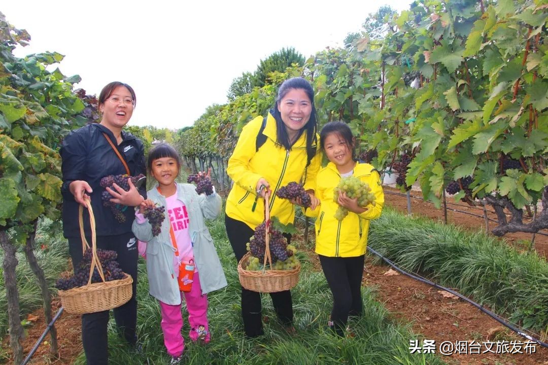 张裕卡斯特酒庄研学,探秘研学活动