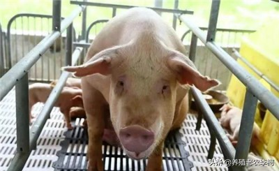 母猪产后普遍发热怎么办,母猪产后发热用什么药