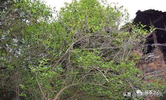 福建茶传说,福建水仙茶哪种最好