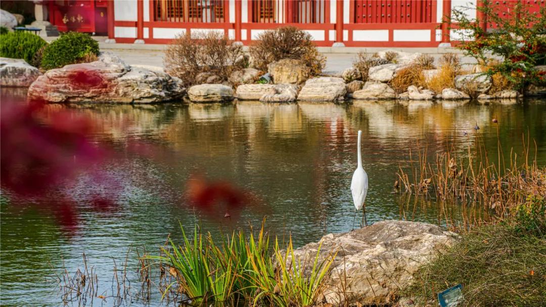 华清宫的初冬美景，惊艳了谁的时光？