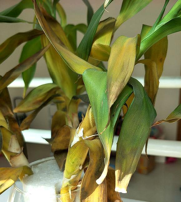 富贵竹黄叶水发臭是怎么了,富贵竹水发臭黄叶杆干瘪
