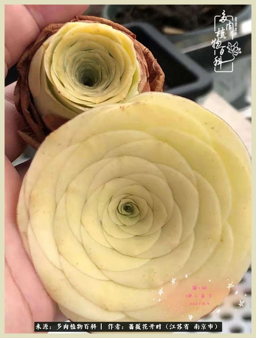 又见颜的妩媚，色的诱惑！这些山地玫瑰礼盒惊艳了眼眸