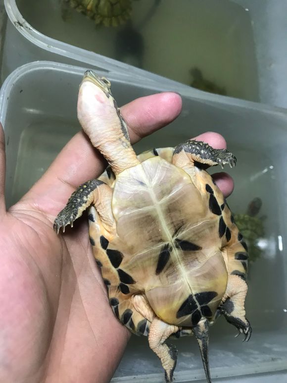 深水养龟溺水症状,乌龟溺水急救案例养龟必看