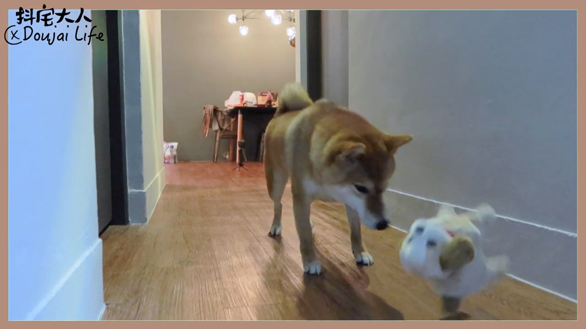 胆小柴犬遇神秘东西秒被吓跑　吓到脸歪、弹起反应笑翻网民