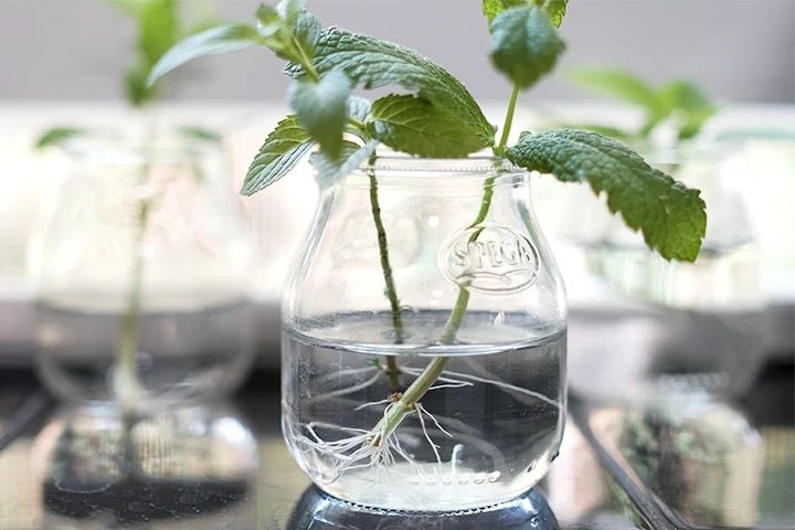 薄荷枝条扦插培养8天后得出结论,薄荷怎么繁殖水培