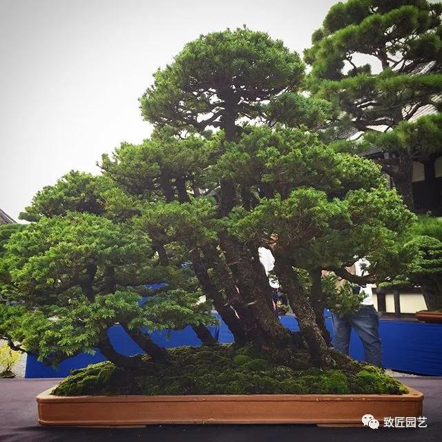 打算做盆景行业怎样入行,想做盆景生意怎么入手