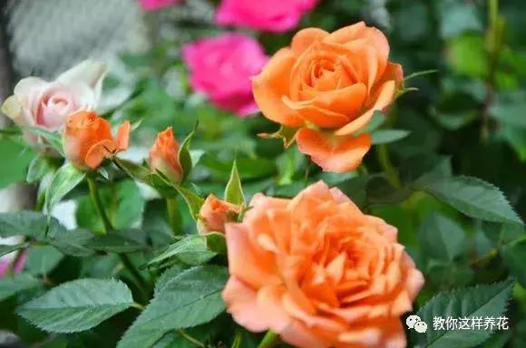 枕头芯掏1把扔盆里，透气不烂根，绿萝吊兰越长越疯，越长越旺