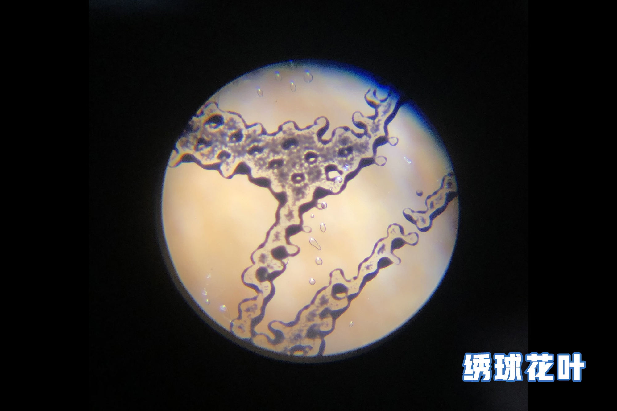 儿童电子显微镜真的1000倍,日本儿童便携显微镜1200倍