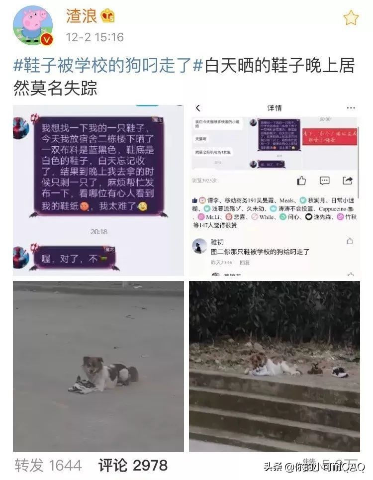 全网通缉照片上的狗,被全网通缉的狗