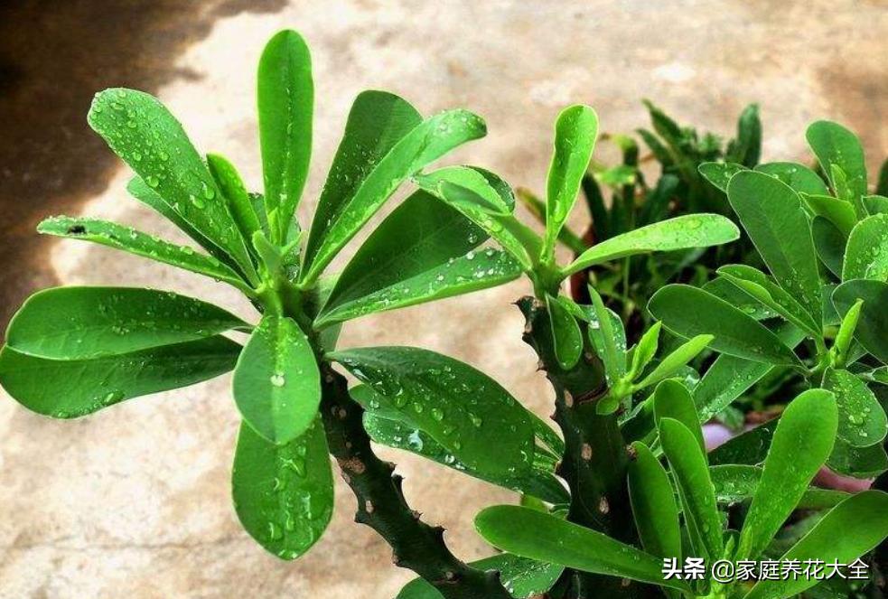 霸王鞭叶子落了还会长新的吗,霸王鞭叶子黄了是什么原因