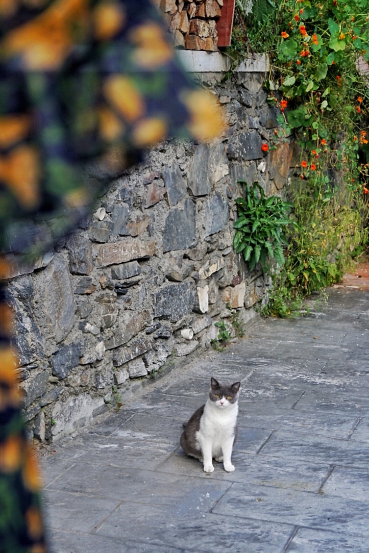 川西五日游马尔康,从成都到马尔康沿途风景