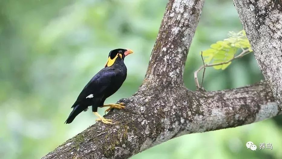 鹩哥怎么训练视频教程,训练鹩哥