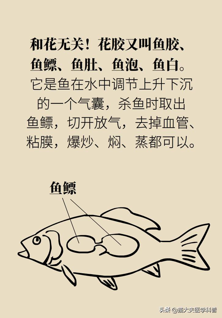 明星吃花胶,花胶的功效与作用排行榜