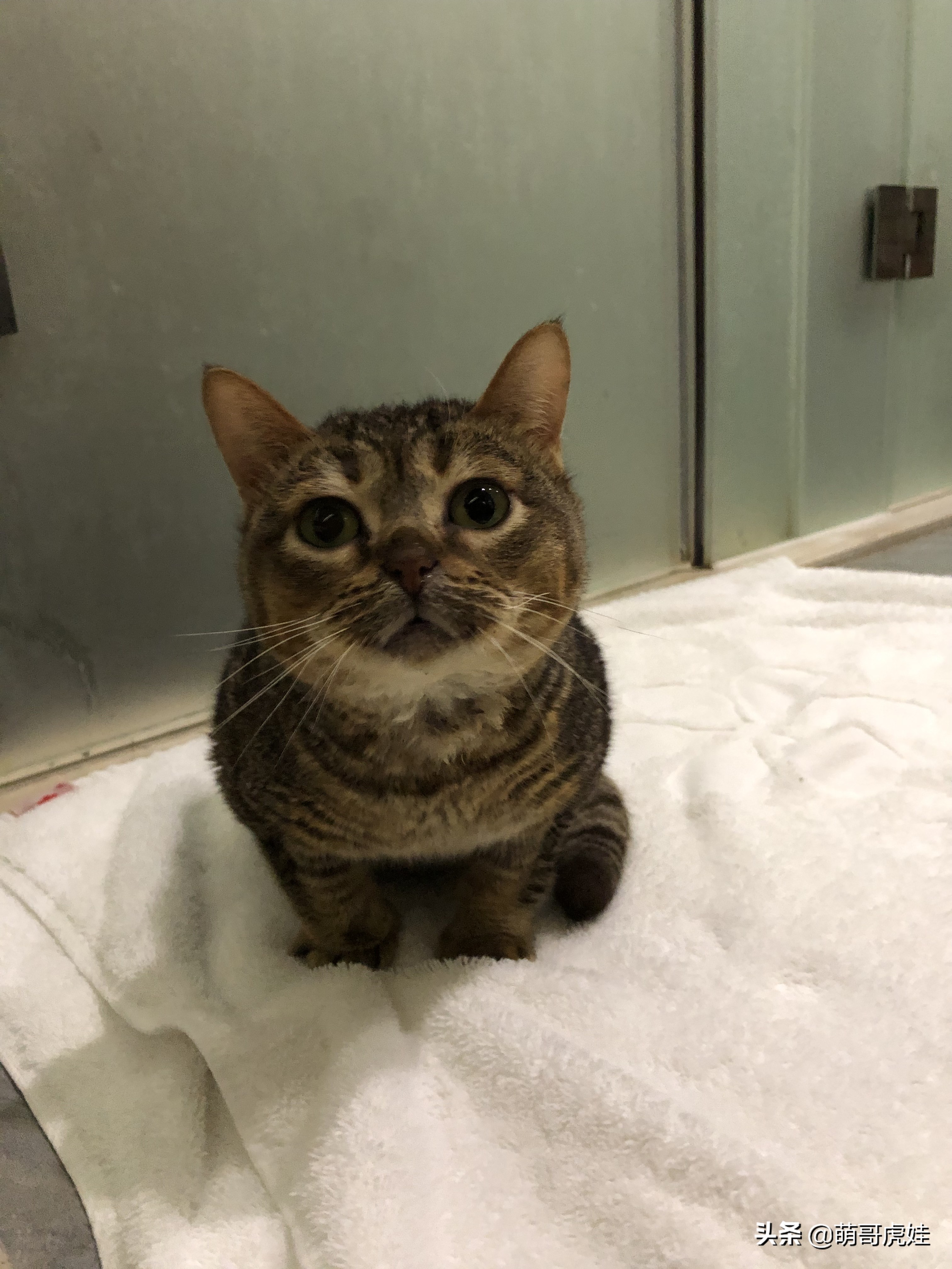 过年不忍心把宠物丢在家，霸气主人带着4只猫狗龟一起出门住酒店