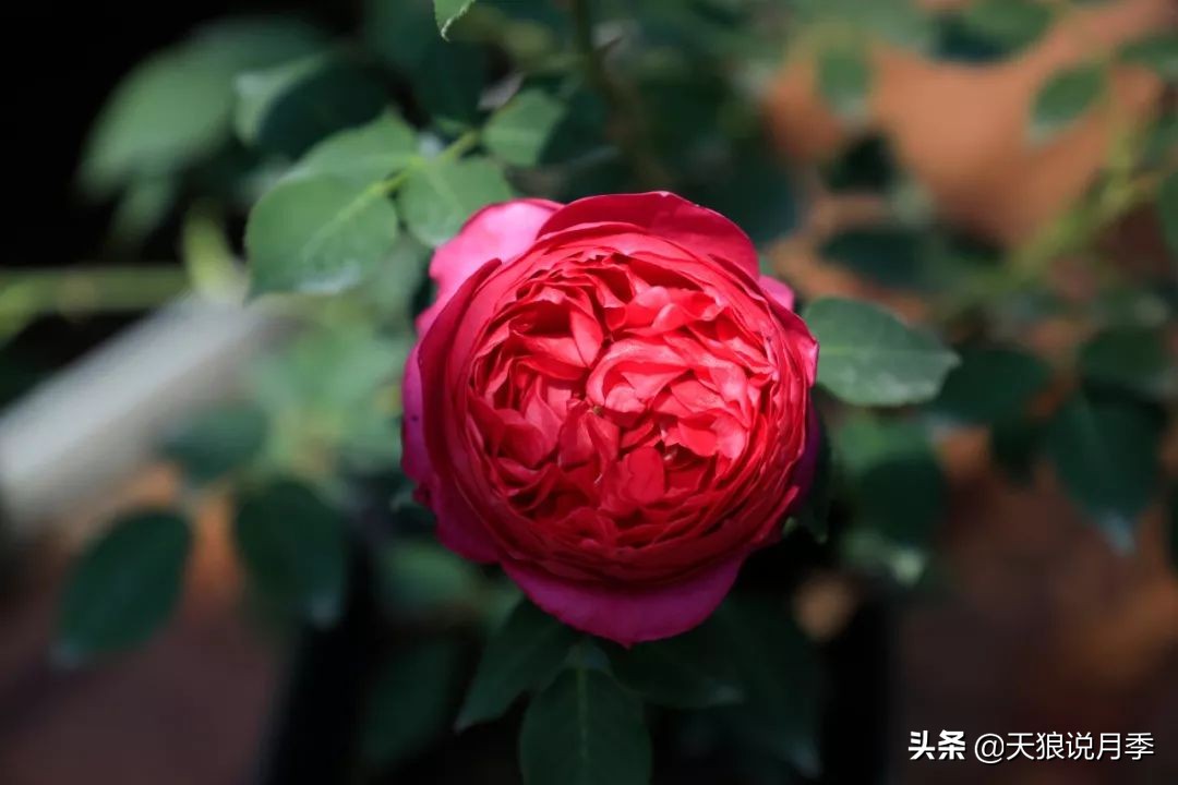 都说“最美人间四月天”，应该就是月季开花的模样吧！