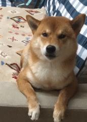 免费app是怎么盈利的,免费视频网站靠什么盈利