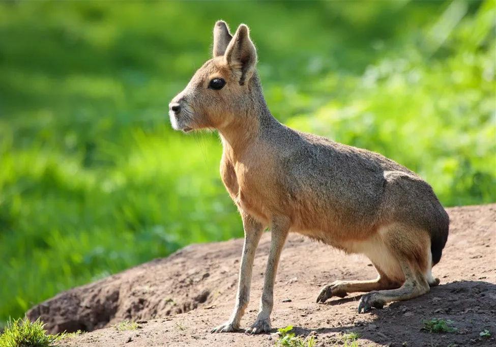 阿根廷发现神秘袋鼠,阿根廷出现神秘的袋鼠