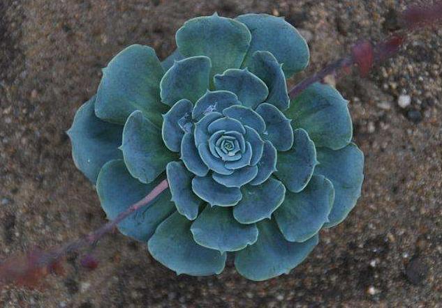 换盆后浇水不漏水怎么办,换盆后土壤怎么处理